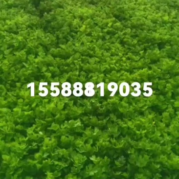 皇后西芹苗子