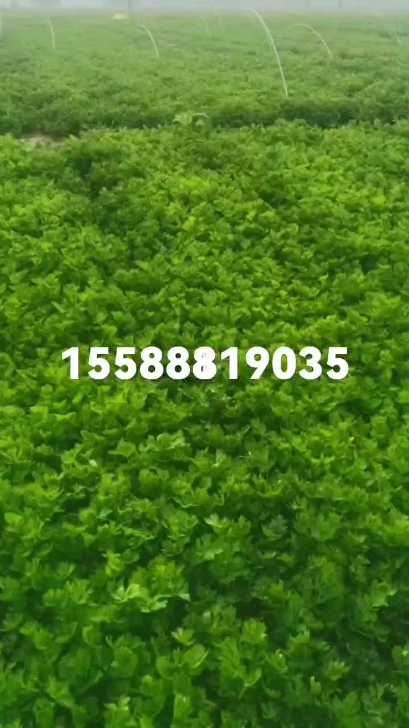 皇后西芹苗子