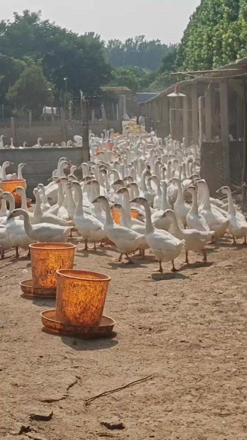 散养大鹅