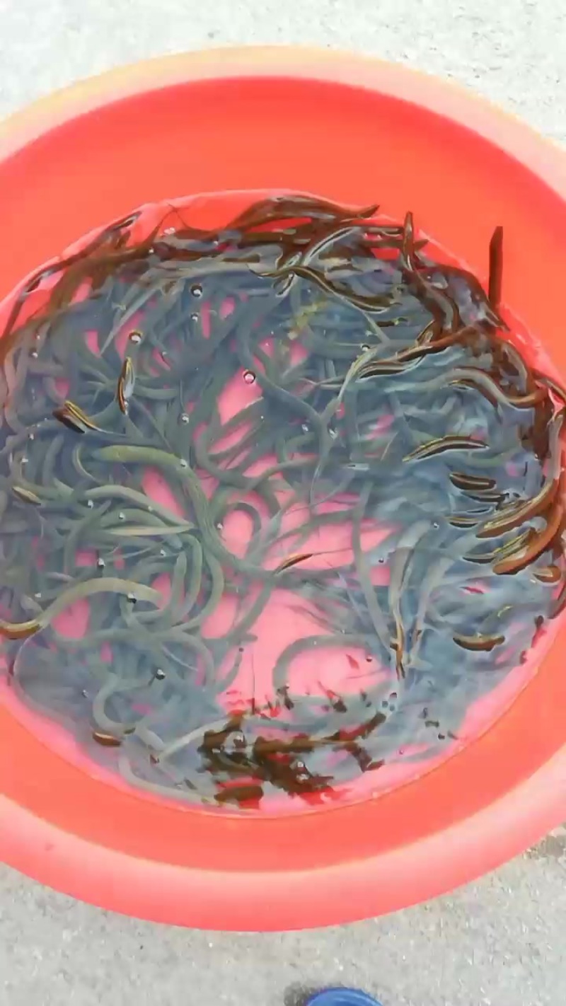 黄鳝
