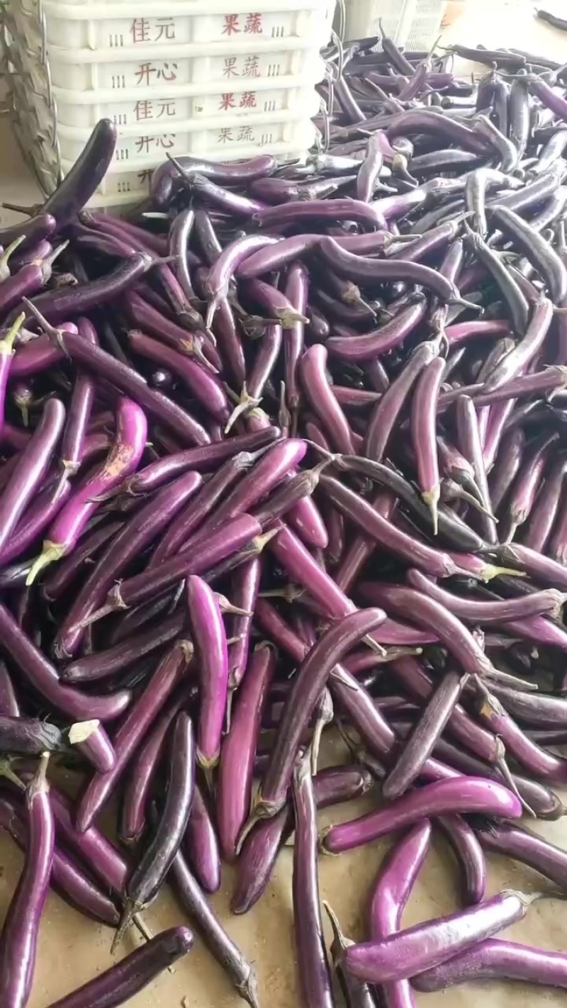 预制菜，食堂茄子