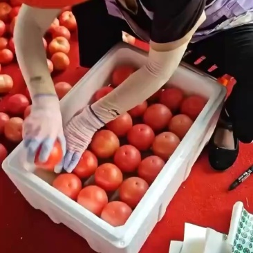 粉柿子炸街市场