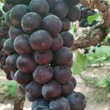 夏黑葡萄