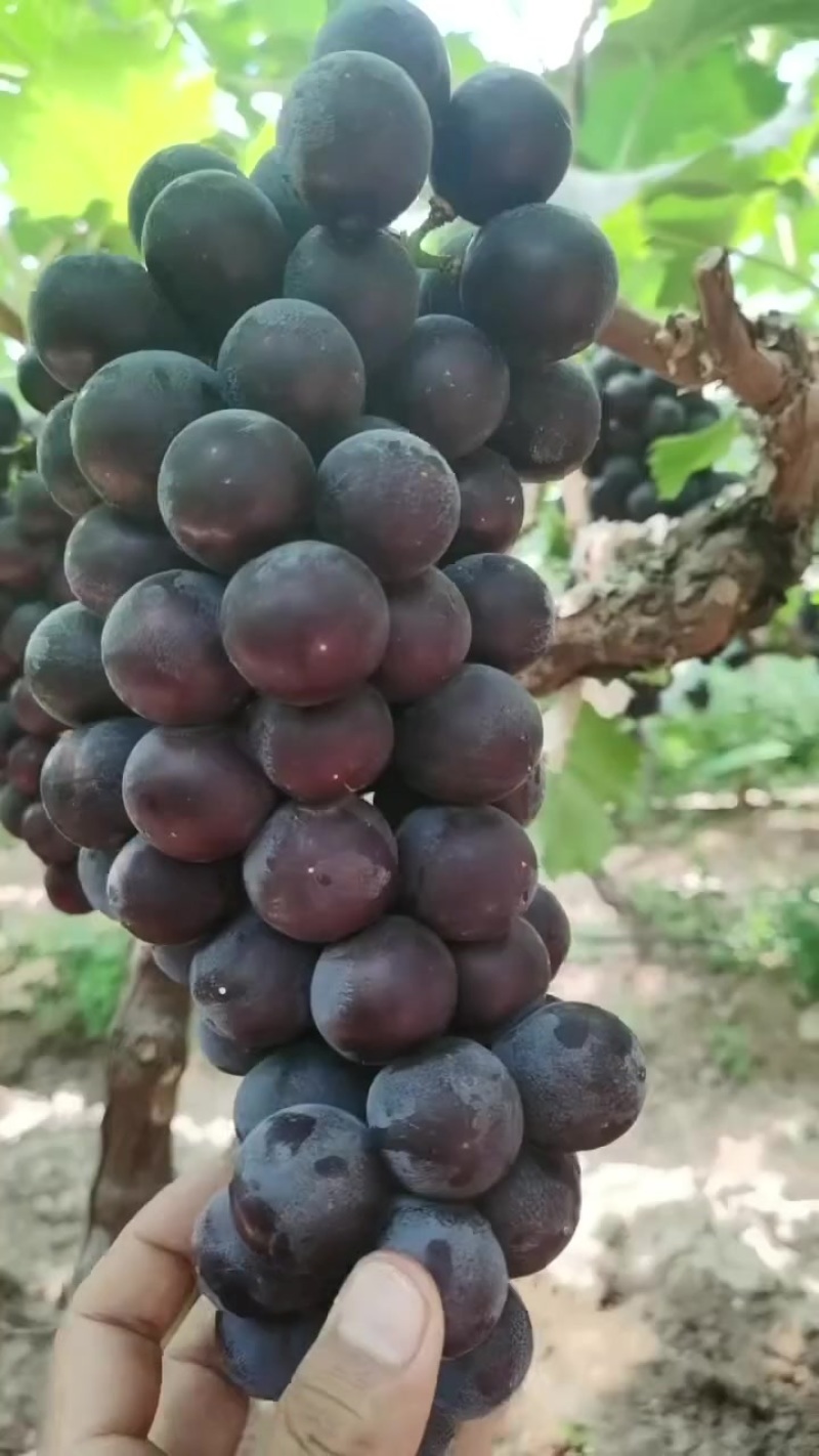 夏黑葡萄