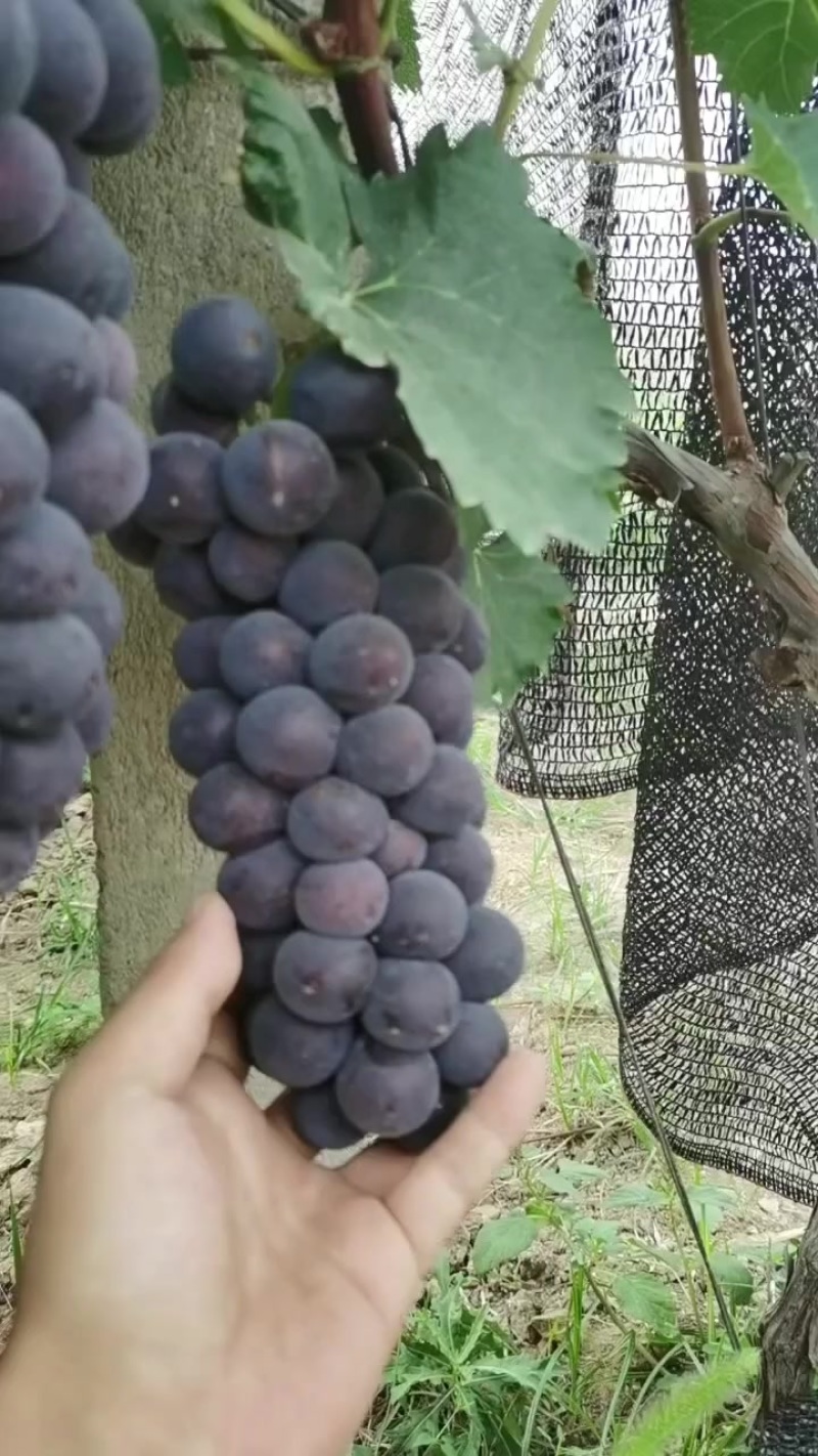 夏黑葡萄