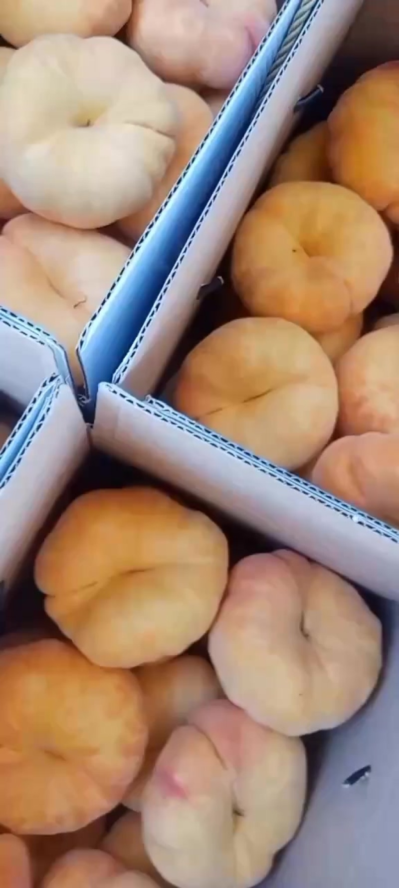 中蟠11