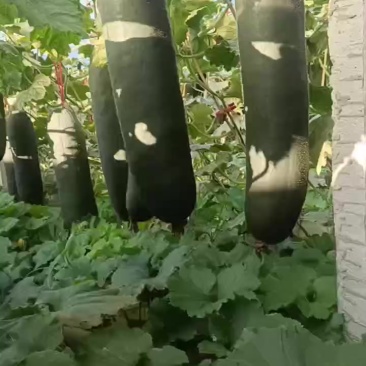 冬瓜平均三十斤