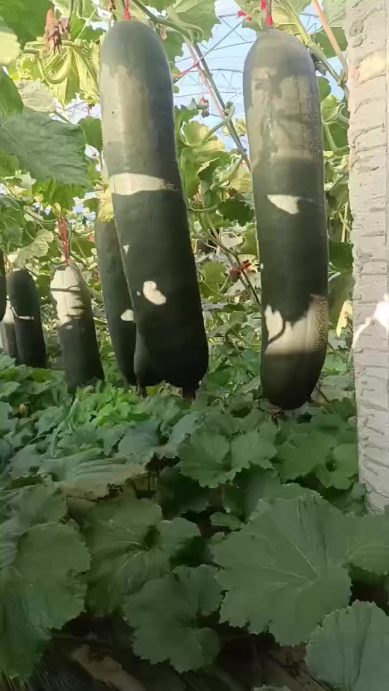 冬瓜平均三十斤