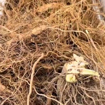 刺天茄根子药材含量高品质优可对接商超