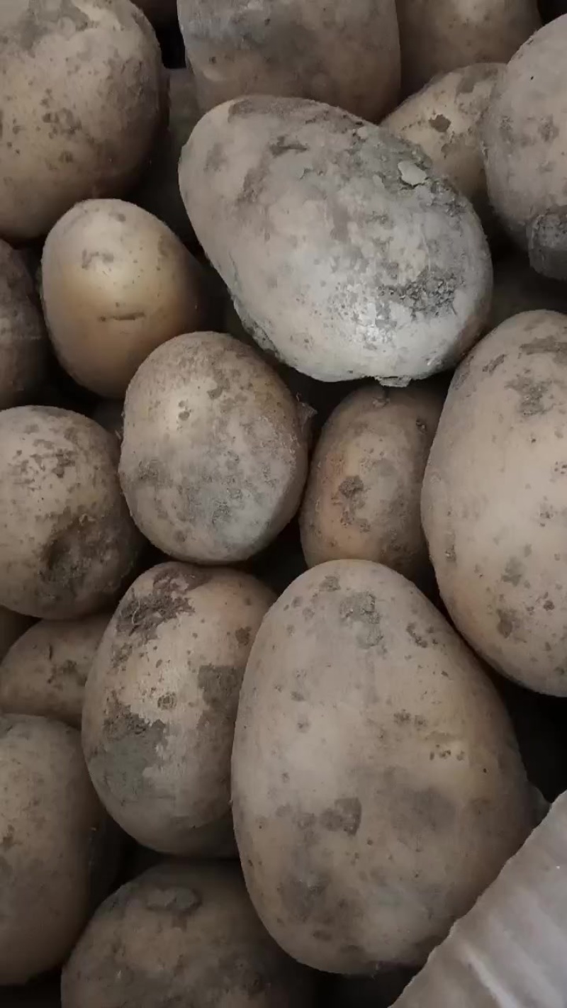 土豆