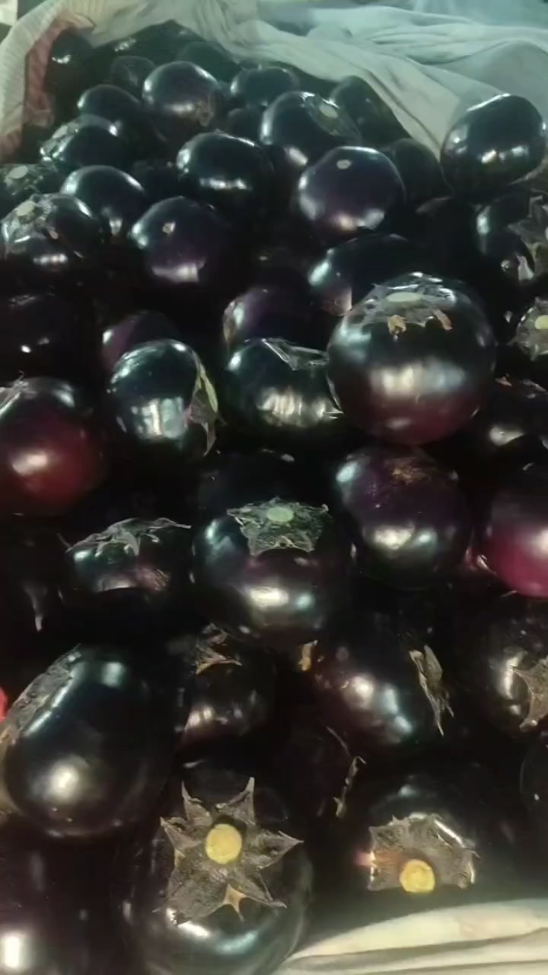 山东圆茄
