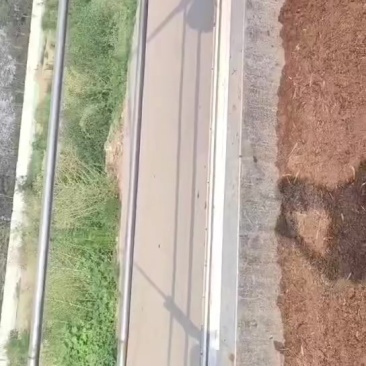 河南荥阳，奶牛