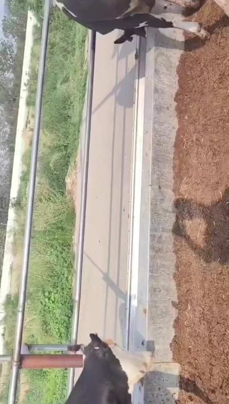 河南荥阳，奶牛