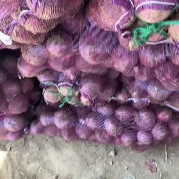 洋葱