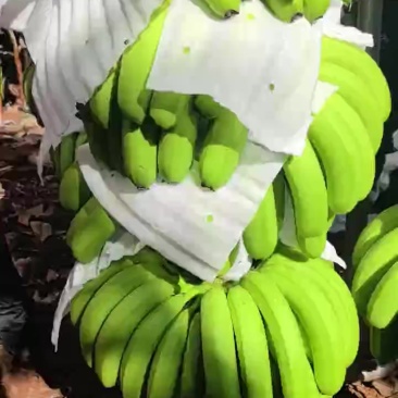 香蕉