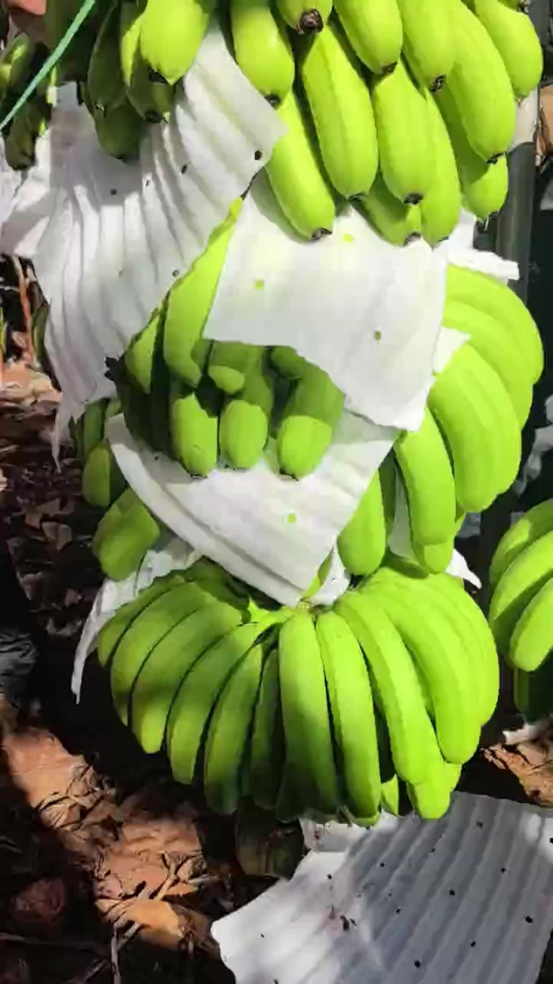 香蕉