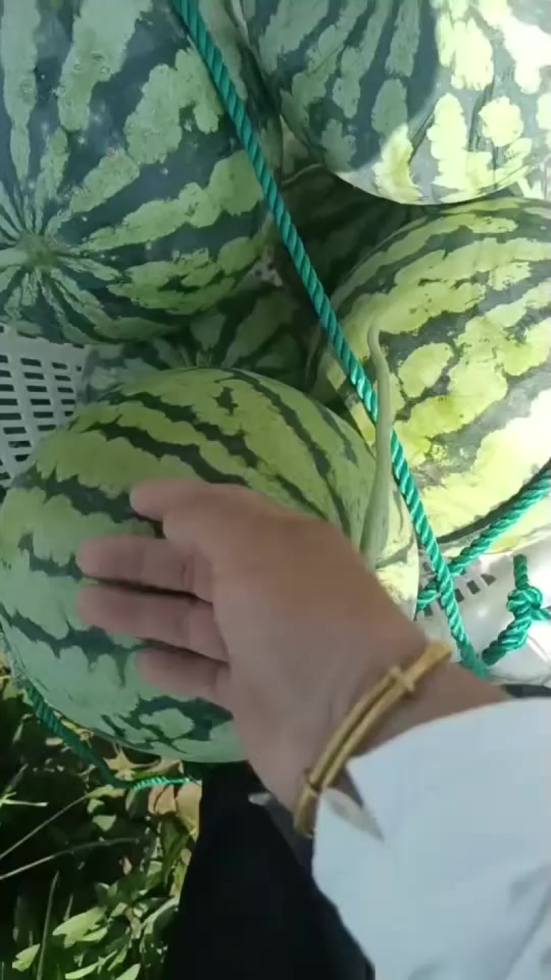 精品西瓜需要电话联系：***********