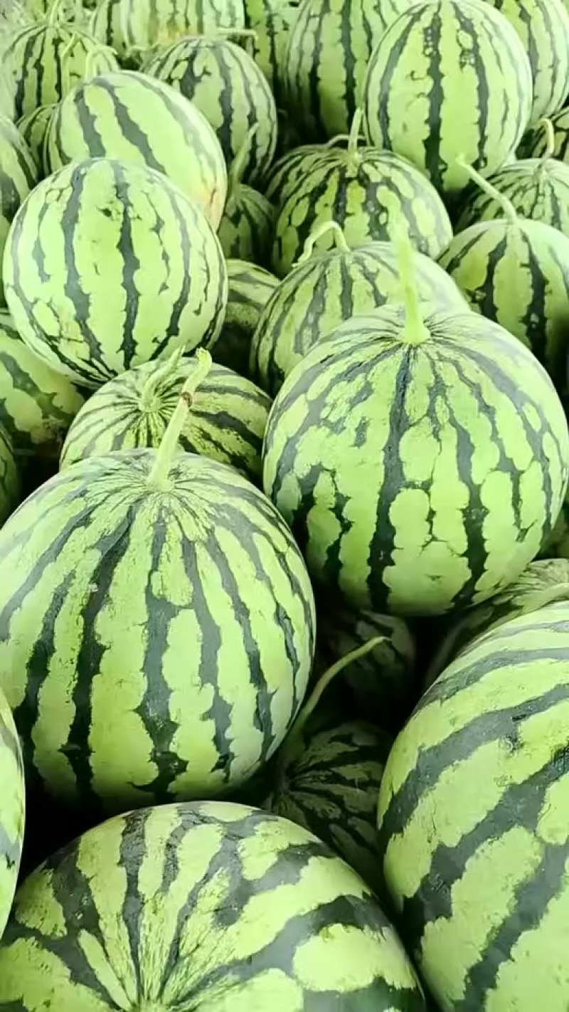 精品西瓜需要电话联系：***********