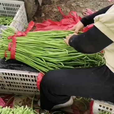 长豆角，精品，通货，酱菜厂货，大量有货！！！