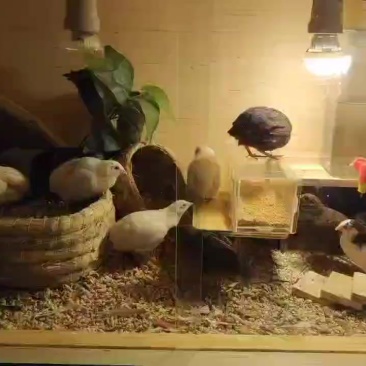 个人玩家孵化小量芦丁鸡同城可送货上门
