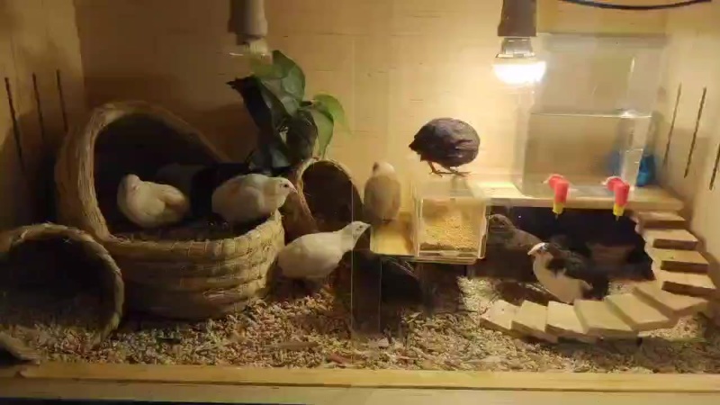 个人玩家孵化小量芦丁鸡同城可送货上门