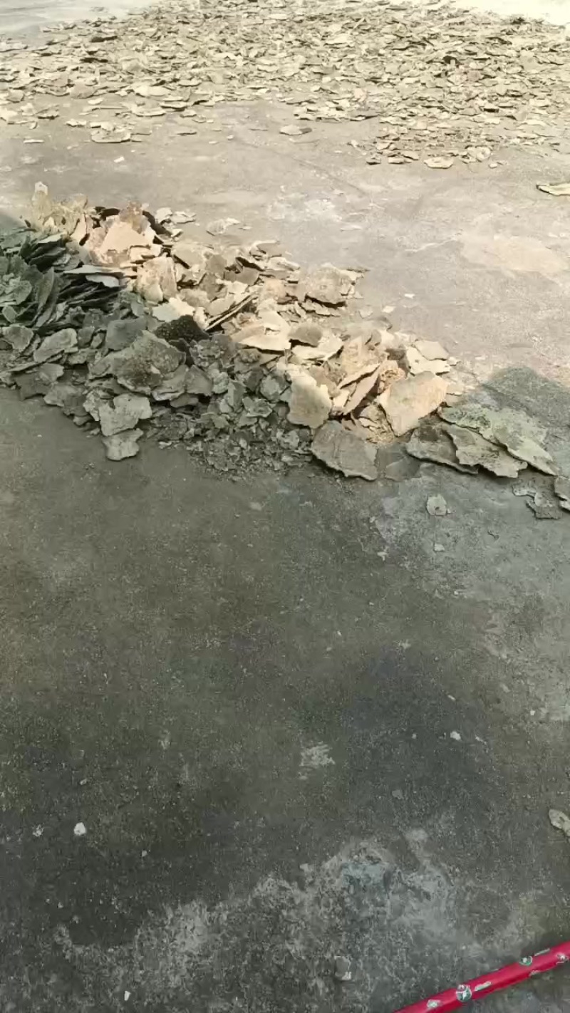 紫梢花