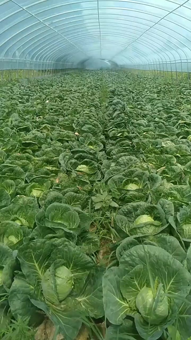 甘蓝