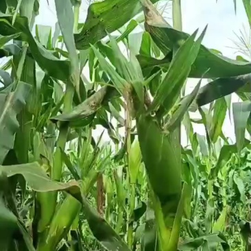 太阳花甜脆玉米