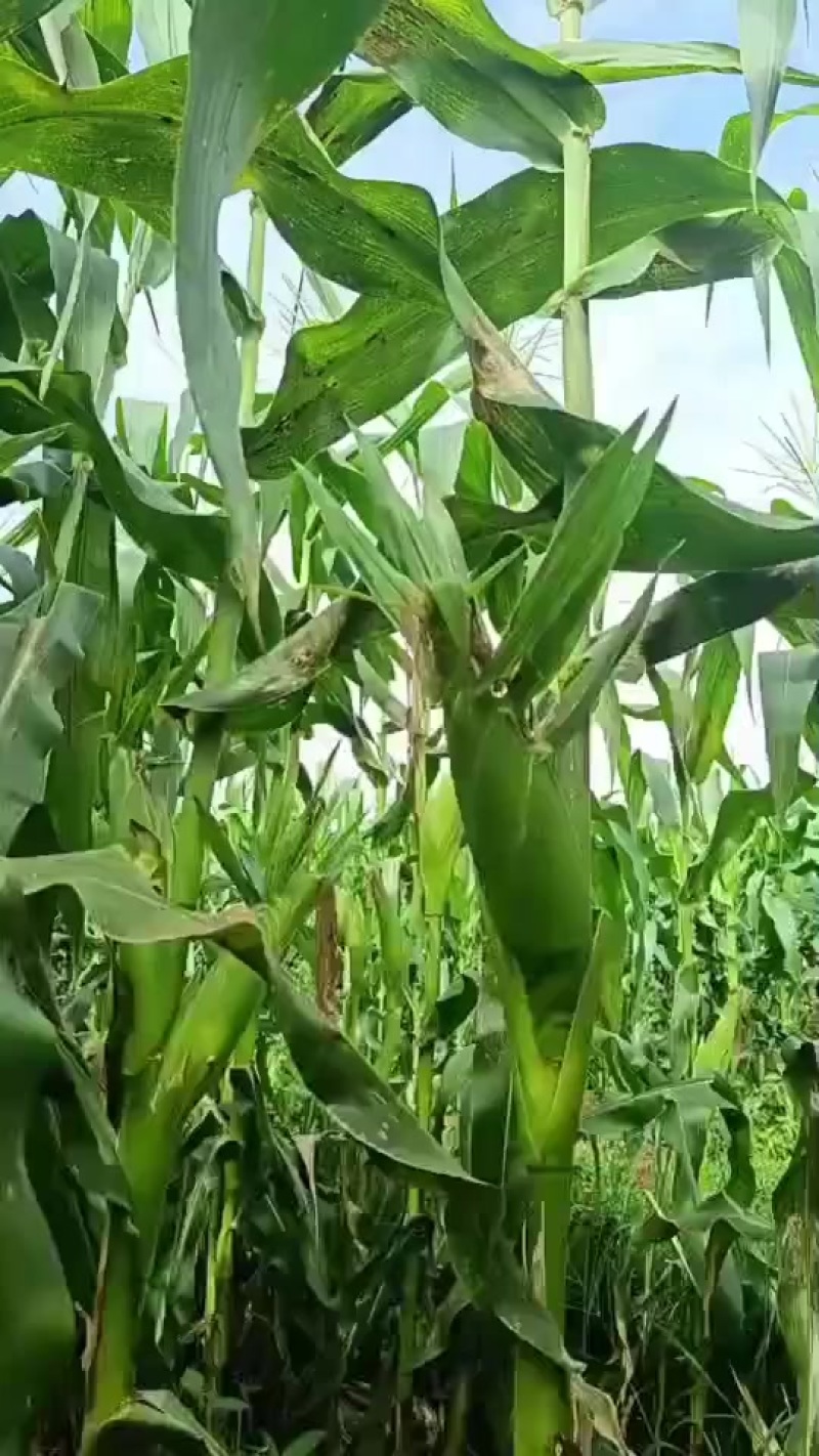 太阳花甜脆玉米