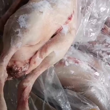 老鹅大小都有