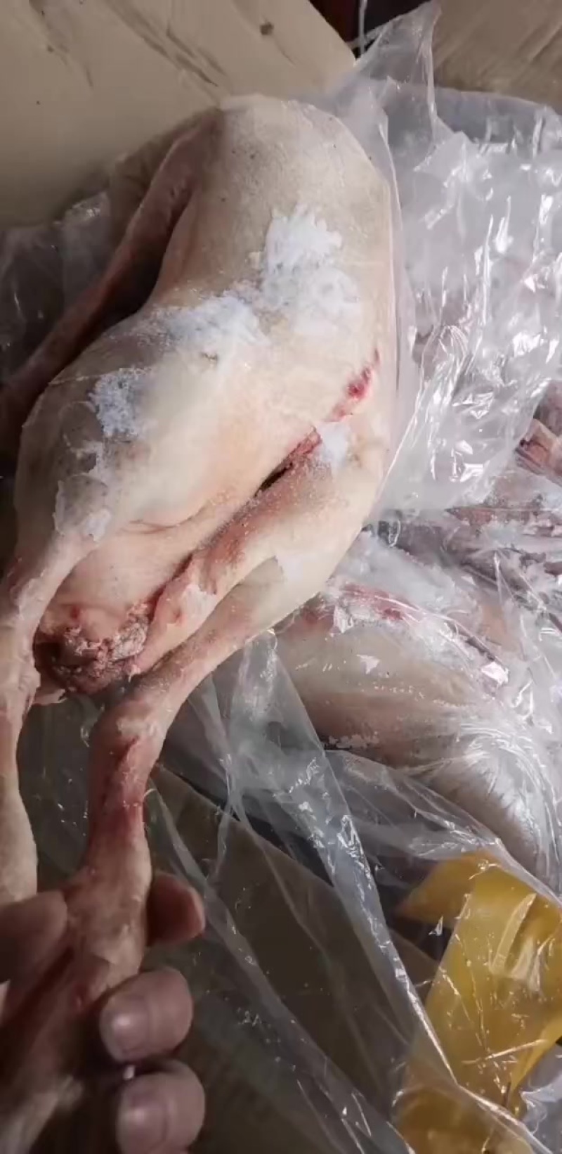 老鹅大小都有