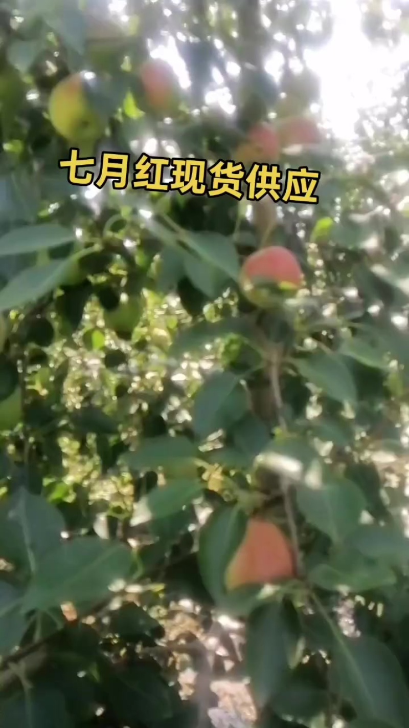 七月红梨