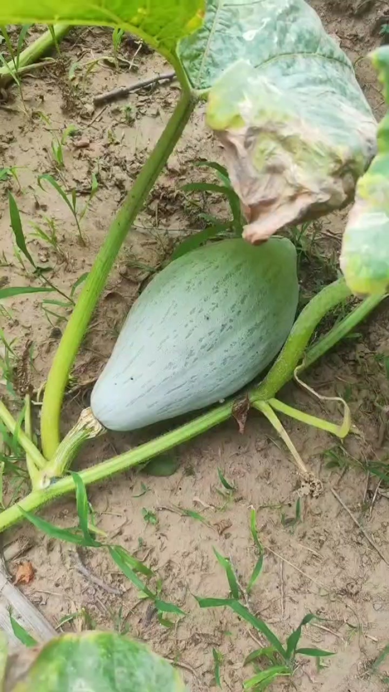 贵族南瓜，需要的联系