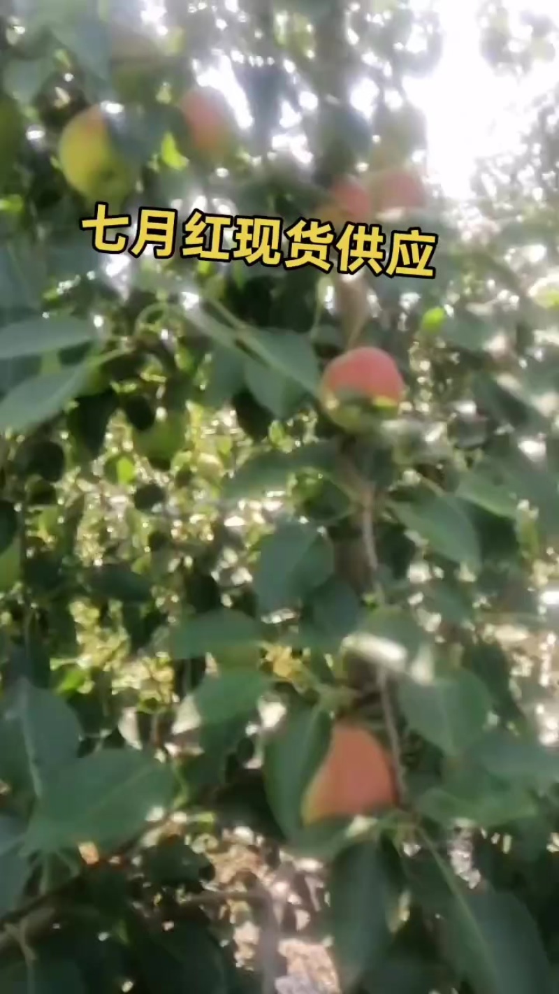 七月红梨