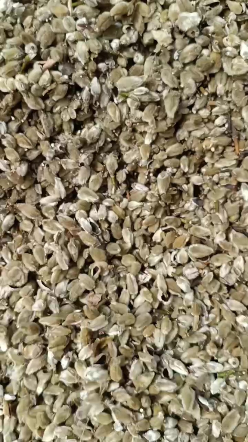 大选辛夷花，小选，小通货