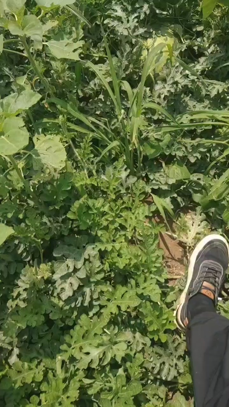 沙漠一号，大量现货