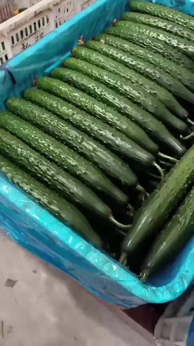 黄瓜短把密刺