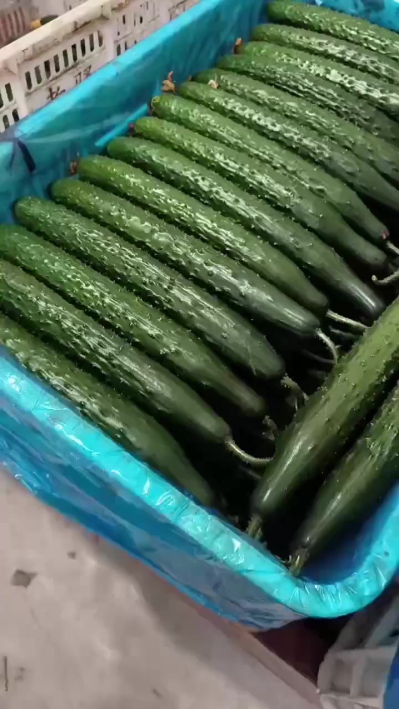 黄瓜短把密刺