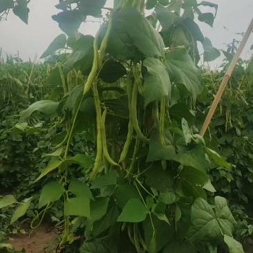 丰收2号豆角