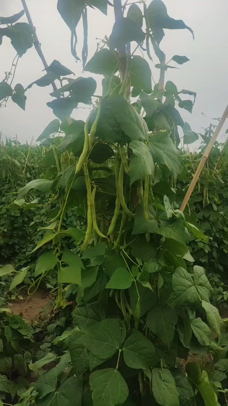 丰收2号豆角