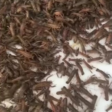 澳洲淡水蓝龙虾58苗
