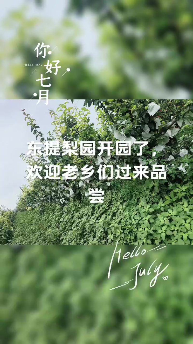 脆冠梨，圆黄梨