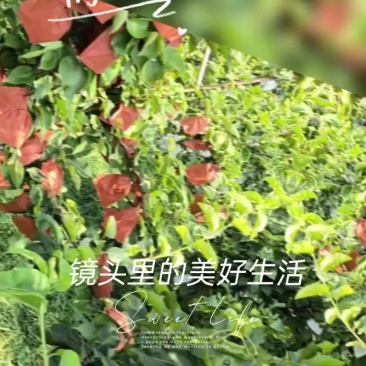 脆冠梨，圆黄梨
