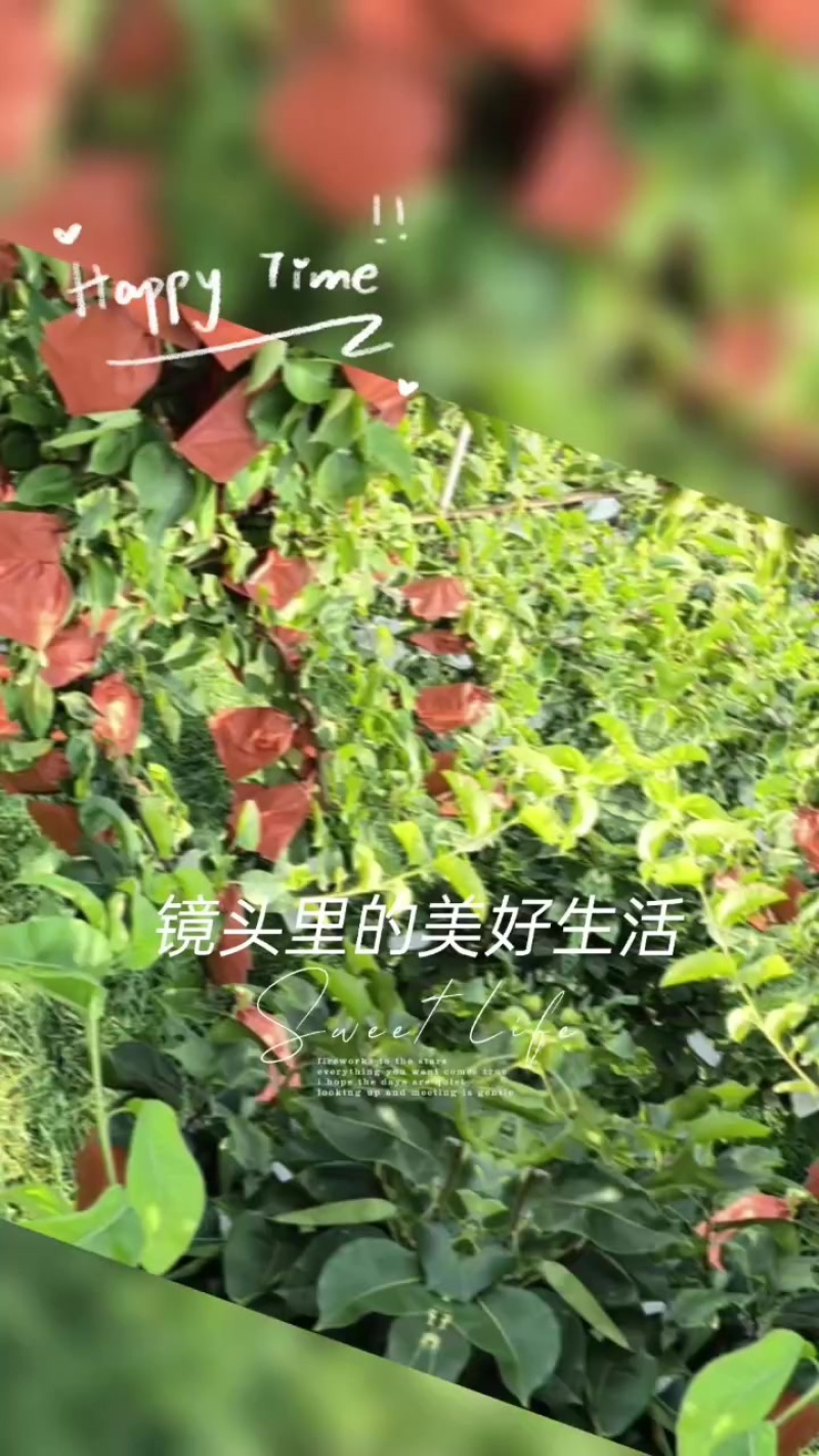 脆冠梨，圆黄梨