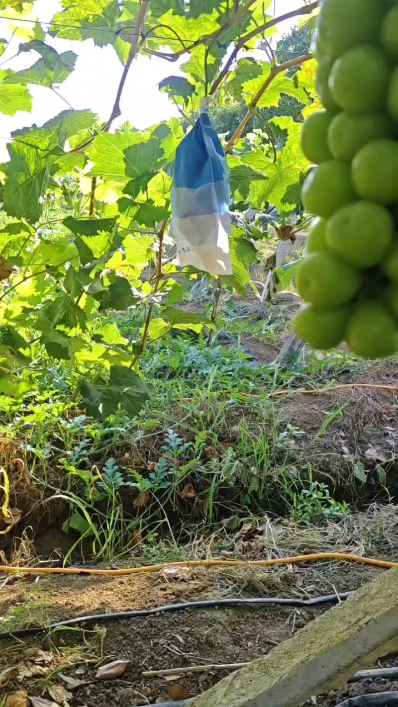 阳光玫瑰