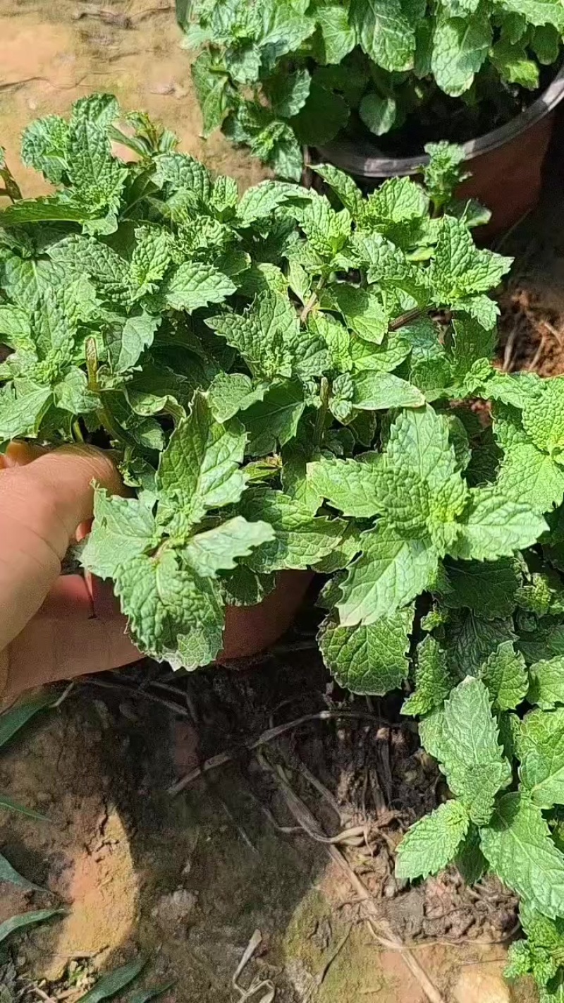 薄荷，绿化用，可食用，直径13厘米盆