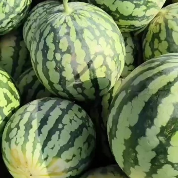 台农美都有籽二茬