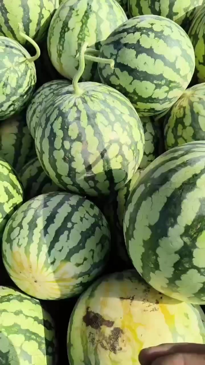 台农美都有籽二茬