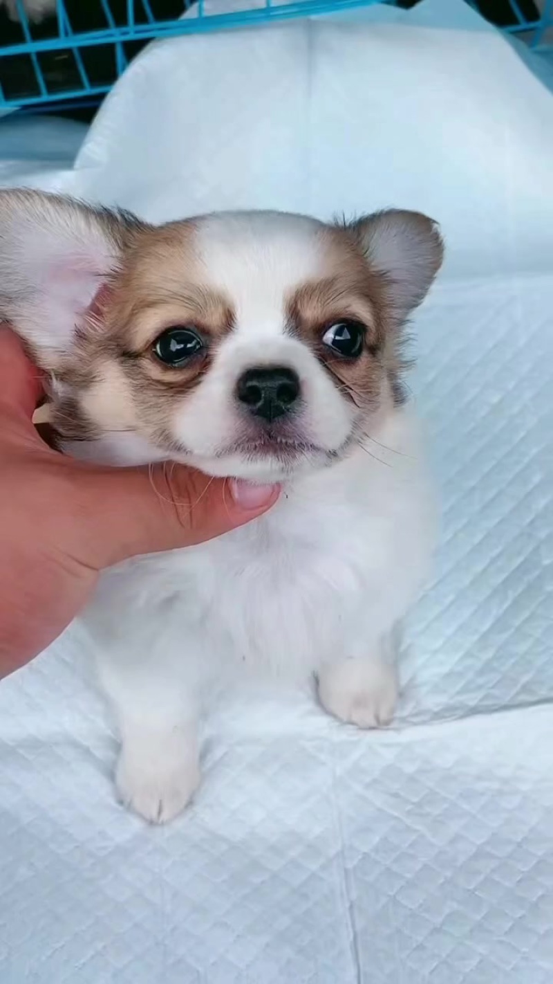 宠物狗狗，