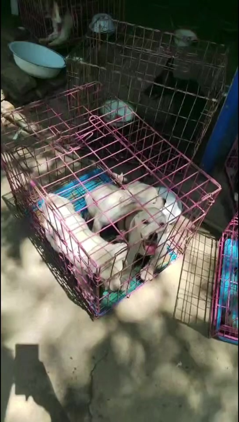 宠物狗狗，